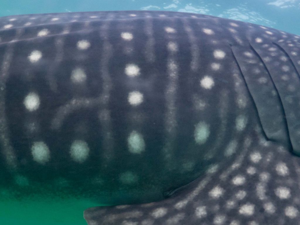 100cb011-537c-4536-b717-9ba3902fc5d6