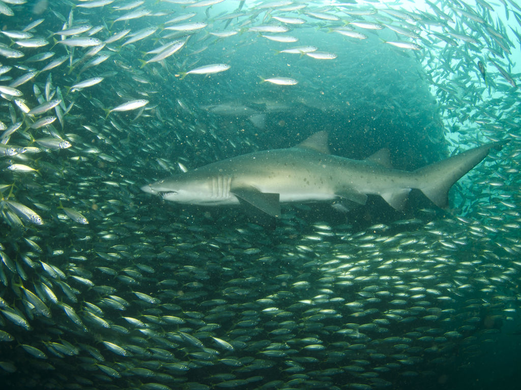 3771a380-9d7e-46fc-a830-4bcc0013da94