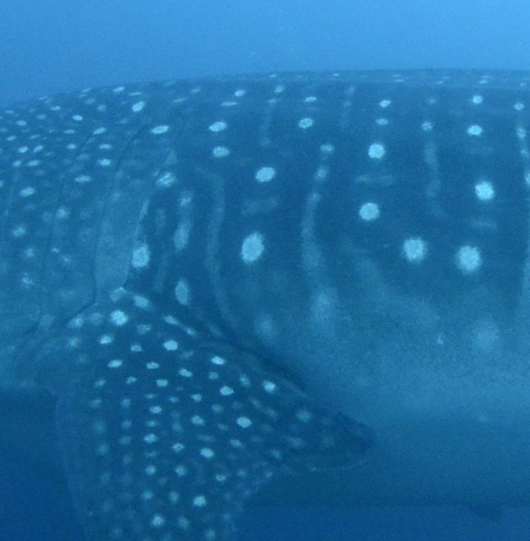 a797a343-3747-4403-aa6e-2a5dc9f806ec