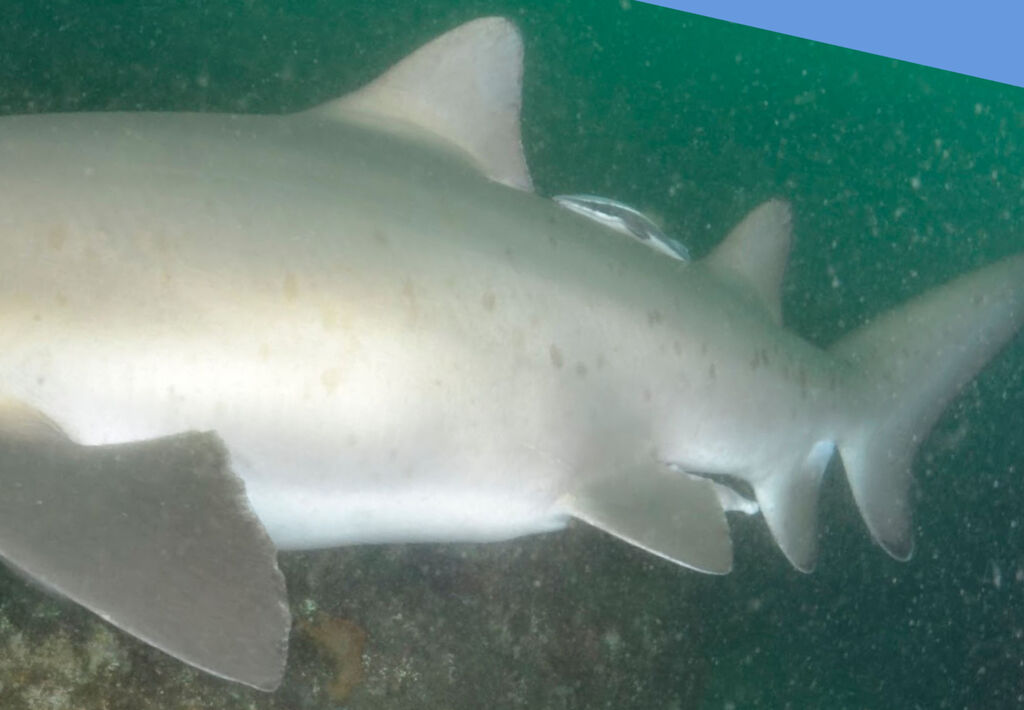 a5345245-842c-4da9-b3d0-be82f33e3660