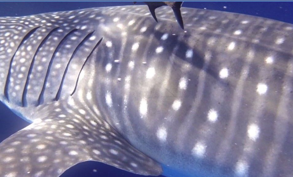 2fae00ea-7061-4450-9db7-7b0acc271b41