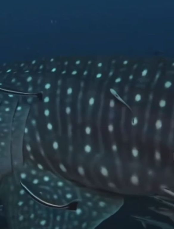 798409b4-8de8-4361-950c-8eb11b9fe495