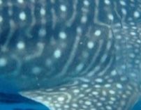 3db75059-2702-4516-9264-f766d22b8a6f