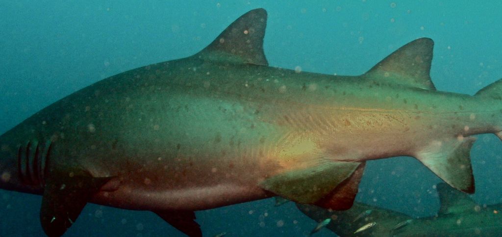 6766fae1-3a71-439a-9c87-8c0f0bf9b5e5