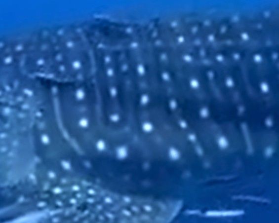 ec666c53-7679-4fb9-8e06-a8089b26caf9