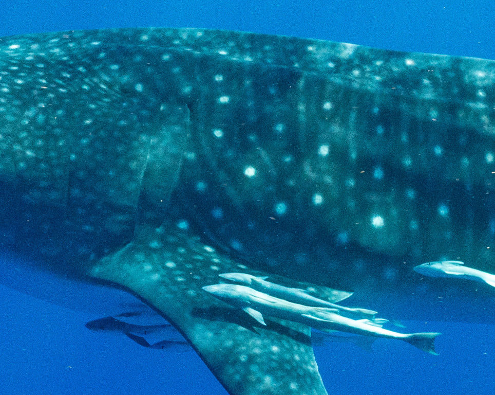 5acf5891-f105-45c7-8787-72444affe42b