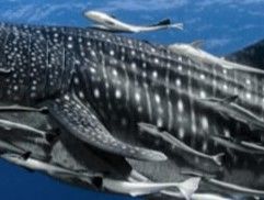 75f2f3c3-f397-4f09-b6ae-21de2f5f748a