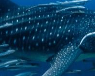 75f2f3c3-f397-4f09-b6ae-21de2f5f748a