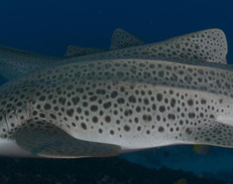 c0bd529d-f566-4e18-ab5e-e0db5e2885d9