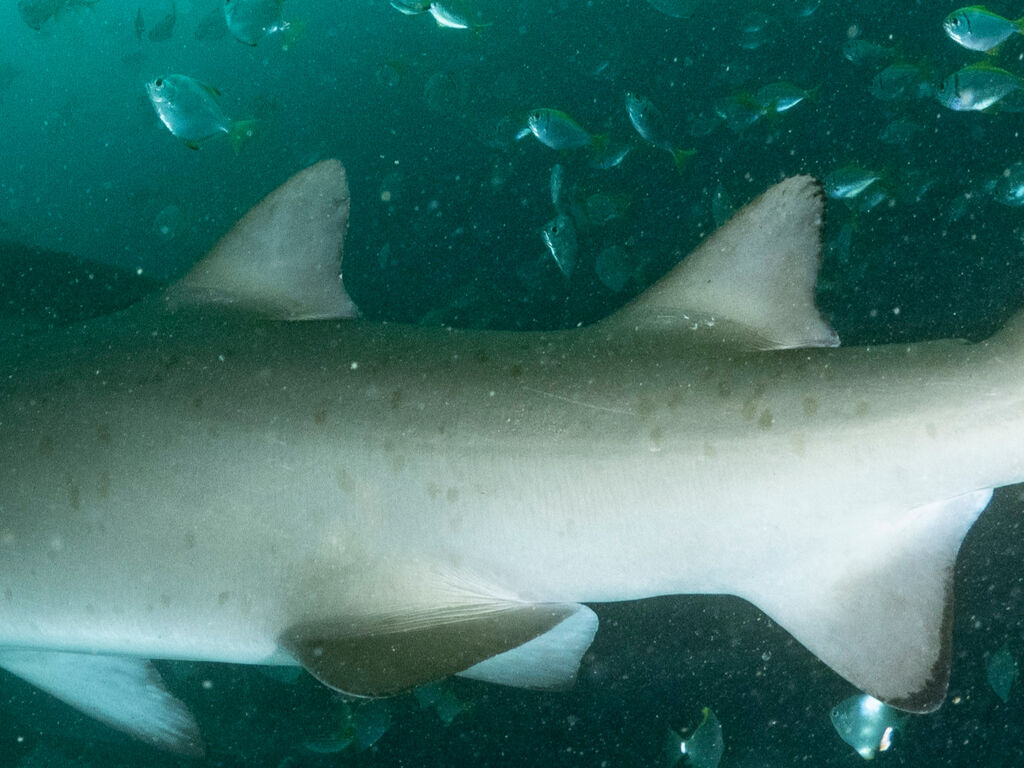 0a0b5bec-44d4-4873-9ff1-eae1718e62e0