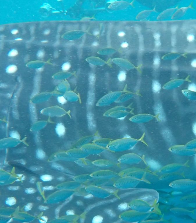 0f7e8c9a-6c88-40a5-9cf4-e49044247080