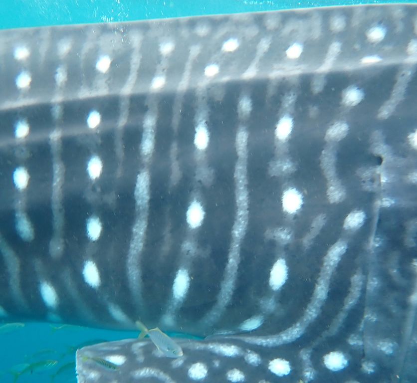 0f7e8c9a-6c88-40a5-9cf4-e49044247080