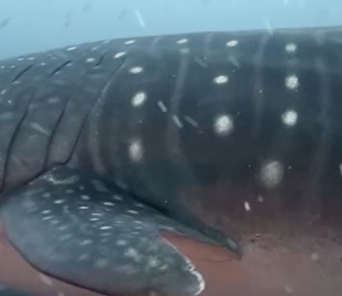 aef6c435-f67e-441c-a4ea-d18a823403e6