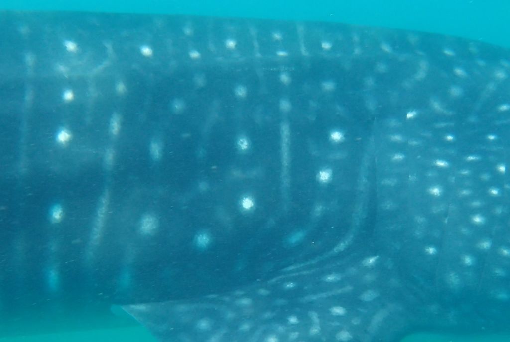 695683d0-6a44-43bd-86ff-bbedcb41da88