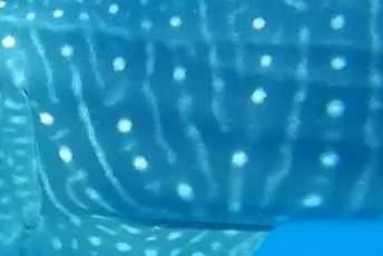 17cf4cda-3c6a-418e-96bc-5d67d3f3bcd2