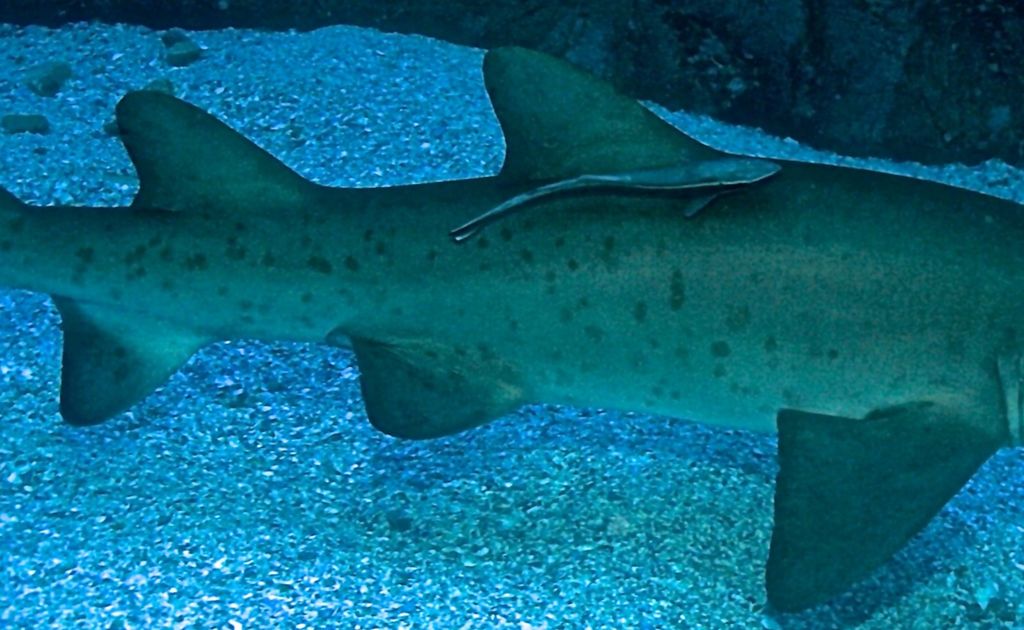 02eccd5f-5981-475f-99e7-39308a8cfa35