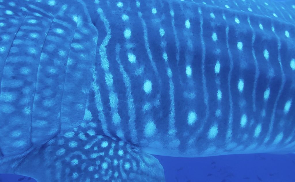 213f6953-a626-4557-85f2-21069c814e03