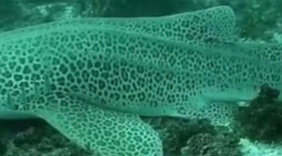 0eb781c5-6c96-4d43-ba33-faad11bc465f