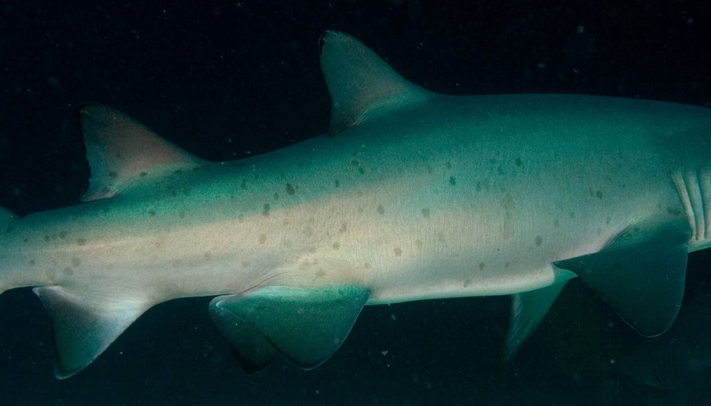 2eca11a9-78c6-4718-b229-b08414770d75