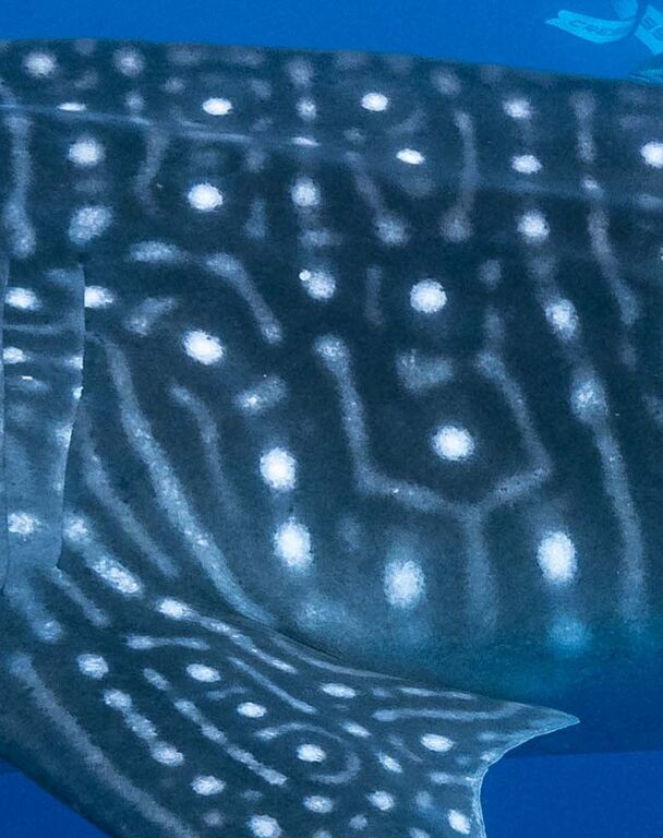 d31a8711-ff72-40f6-a856-eef3f5c60790