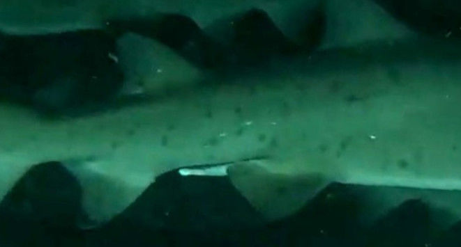 77d1967a-d110-456b-b170-c6942e2a9551