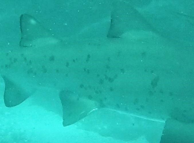 62de430c-1b87-40ba-ab72-80439fa58196