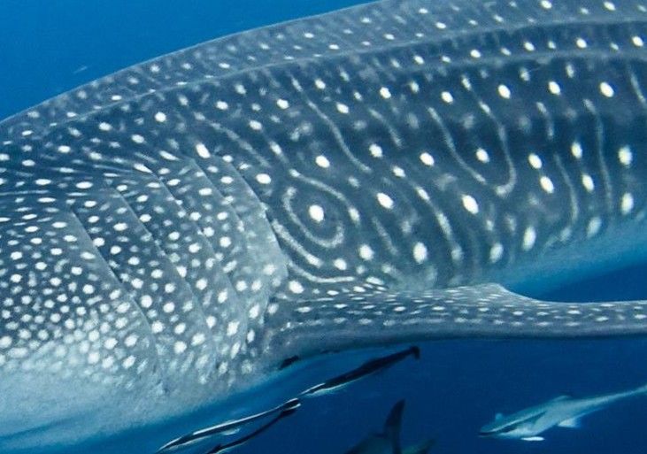 0a4bd245-3838-4fd9-8918-7135f70be28d