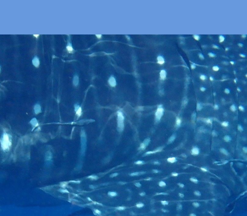 a7983499-11b7-41b0-9745-0bed5dd8ec97