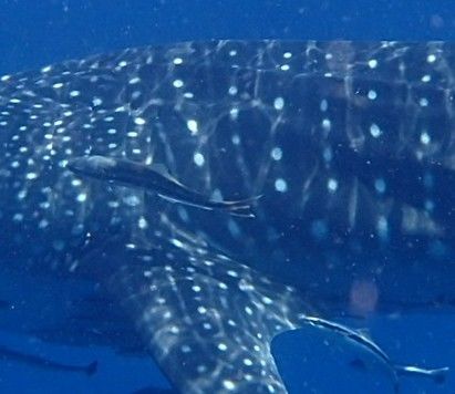 a7983499-11b7-41b0-9745-0bed5dd8ec97