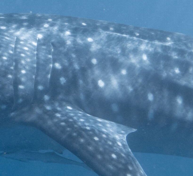 bee4aaa8-2a61-413d-aa24-e241ed680bd7