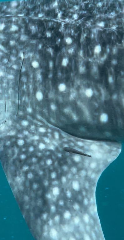 375df44f-ade4-4e47-a0f5-595f9dd72983