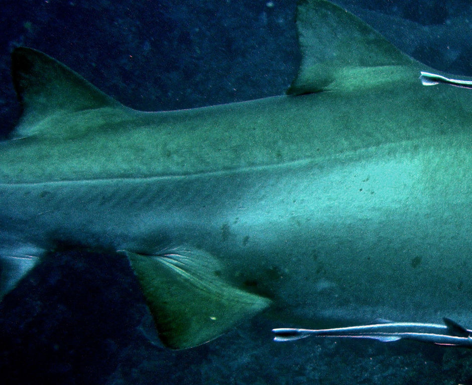 008736b6-4e96-41b4-890b-86547516bc13