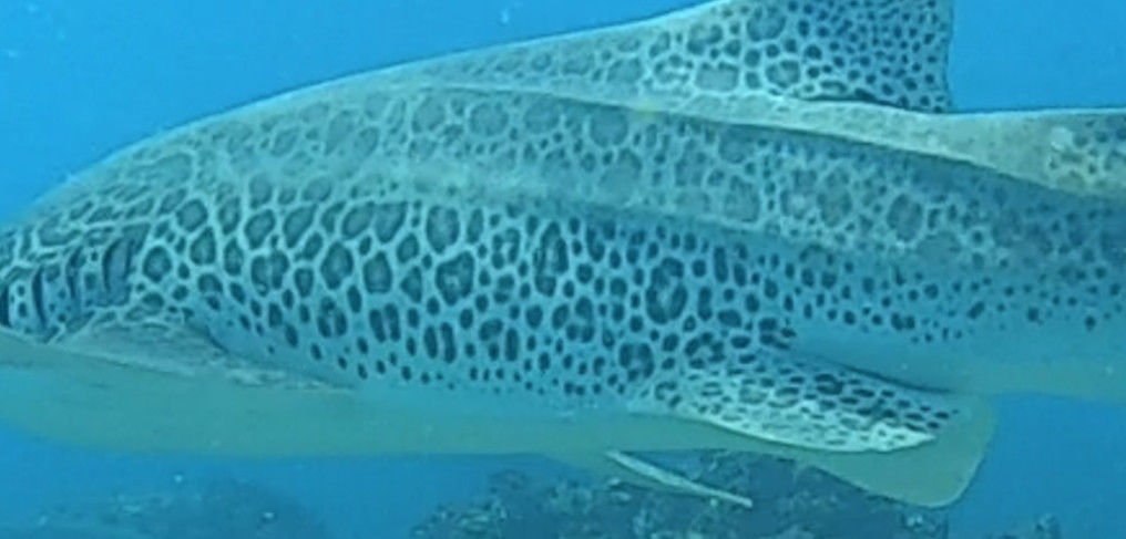 5500727a-ada7-465c-bc05-ab50284d1f71