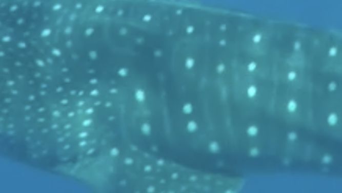 ff83d036-44cc-4b63-8bf3-f4d98d1ffef8