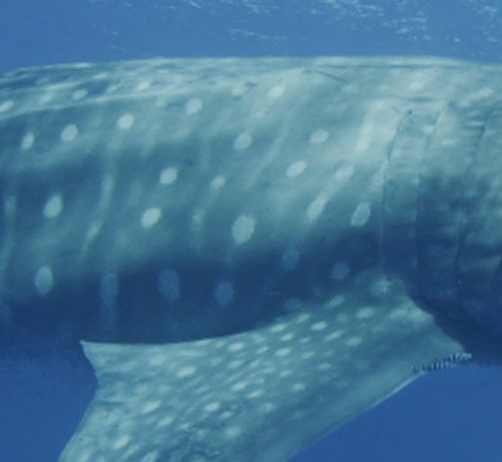 926a7bd9-9dd8-494a-b4be-0882a2377085