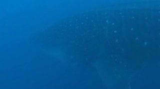 36a43b8e-b0cf-4bca-a69c-f6b4ea34f41b