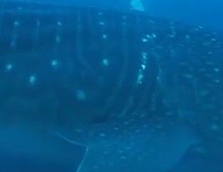 36a43b8e-b0cf-4bca-a69c-f6b4ea34f41b