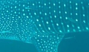 4c066ea5-b963-49b8-81ab-d4126e4f27a3