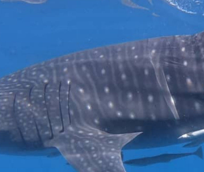 4279dcc8-5e32-4a28-87ba-68764ae092e2