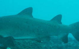 28ec6499-edc8-4a64-a97d-bee4896a56fa