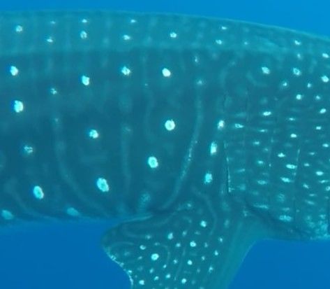 4718a602-2188-4d77-a1c7-cef243f04089