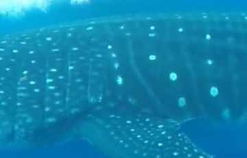 4718a602-2188-4d77-a1c7-cef243f04089