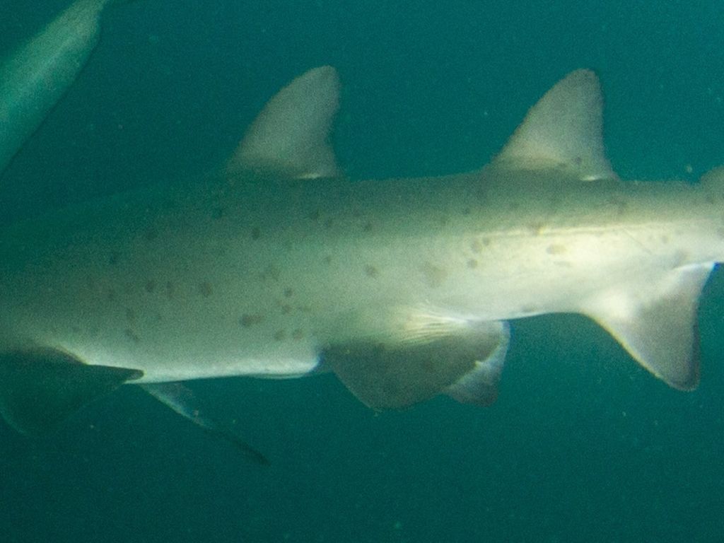 bc6511f0-3699-4185-aa11-46a1470bd021