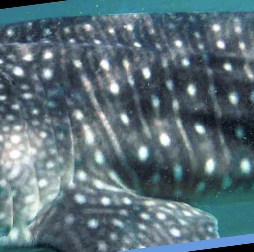 e1ccb605-569e-4b03-8b64-dc20f154aa07