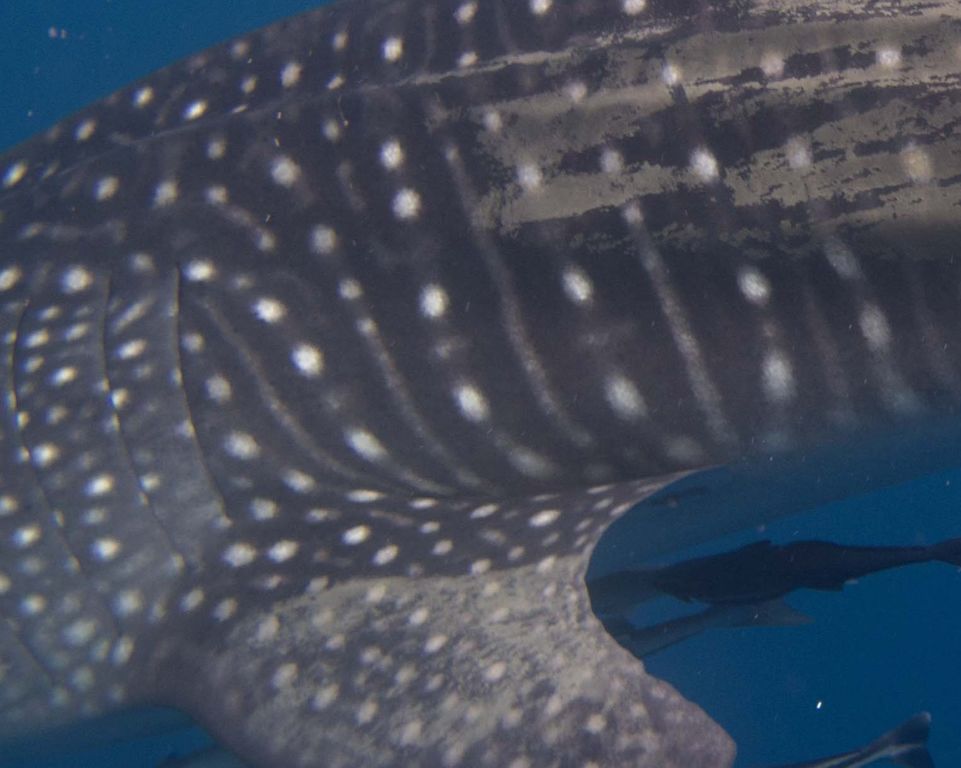 846fc0f9-7625-4220-8c44-65a089aee9e7