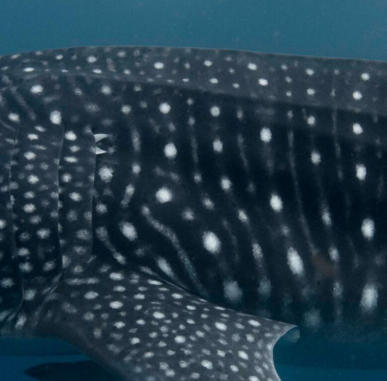 33b153cd-d5bc-4a6c-97a4-021bc8c2da9f