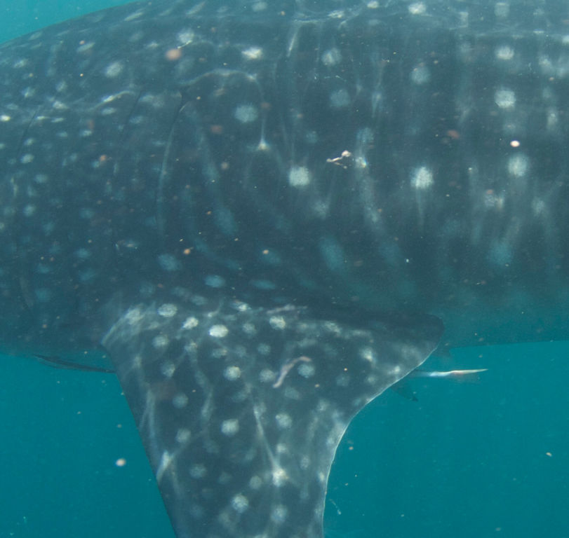 36a6d851-703c-413a-95b9-d07027b7a6a6