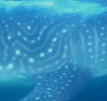 78260721-e1f8-45ee-9844-fc83d2af2370