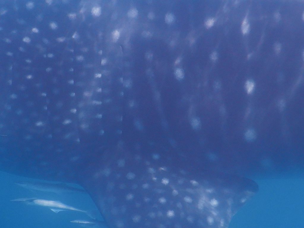 4096305a-0139-4bbb-88b7-a11b282248f1