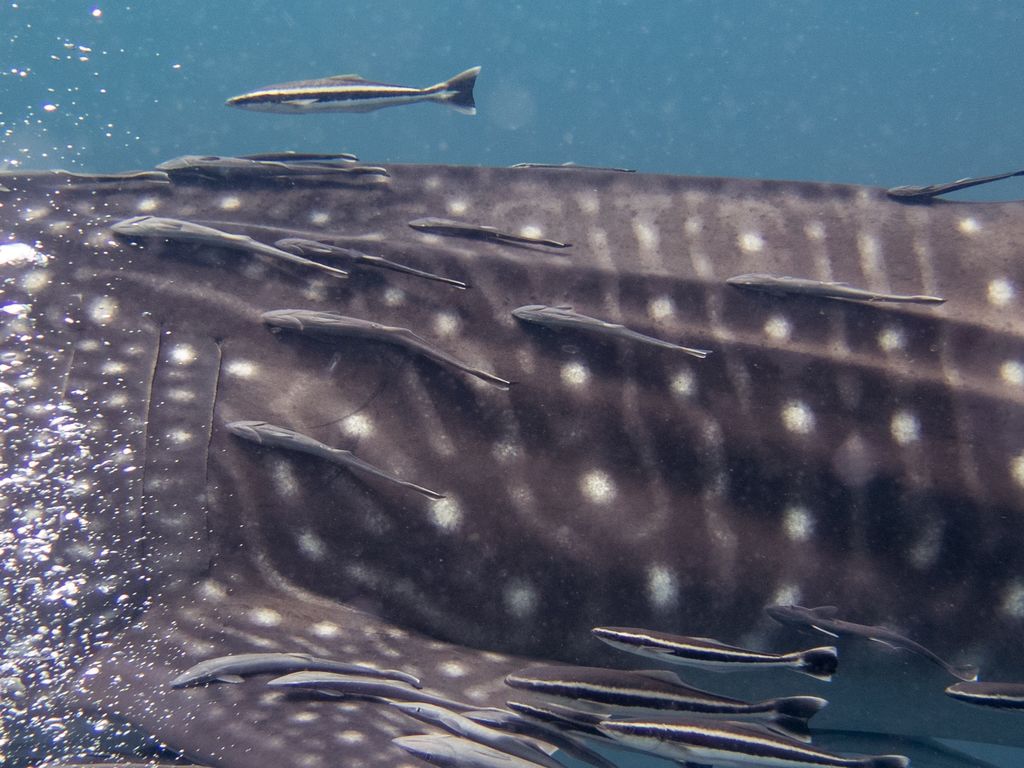 d0be3c25-fa16-46d4-a490-01682da86049